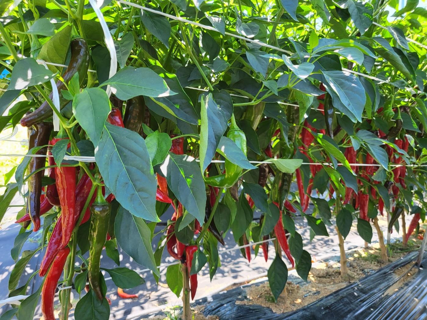 2025 플라스틱 고추망 연산고추망 폭 60cm 길이 200m : 연산농약사 종합쇼핑몰
