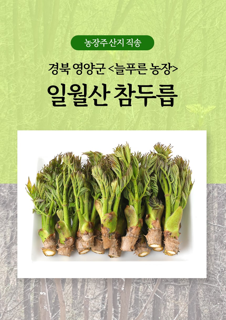 25년 일월산 자연산 두릅 참두릅 유기농 자연산 산지직송 : 영양 늘푸른농장