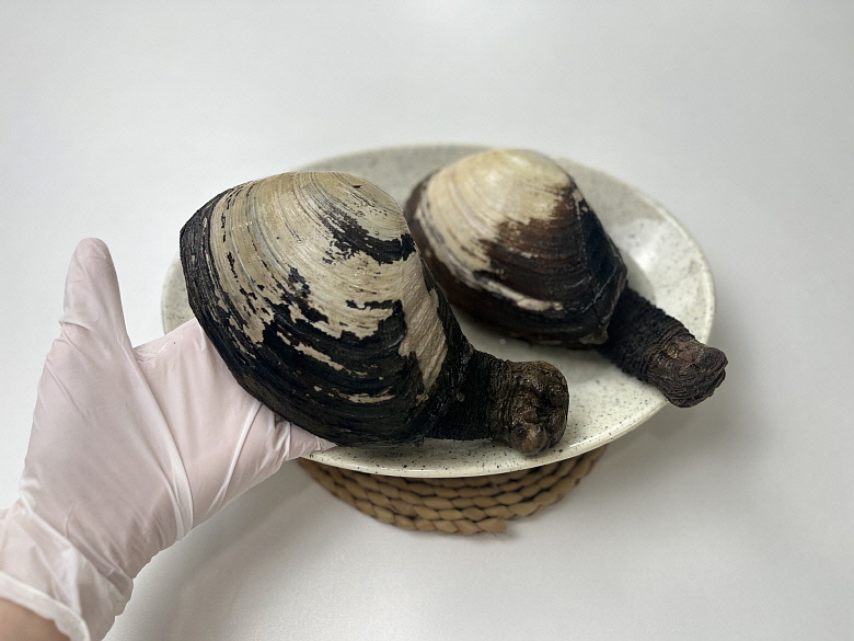 남해안 거제도 왕우럭조개 1kg 미루가이 코끼리조개 우럭조개 : 어반농수산