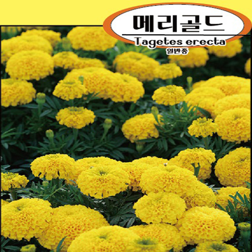 메리골드씨앗100g(약80,000립) : 농업회사법인 주 플랜넷