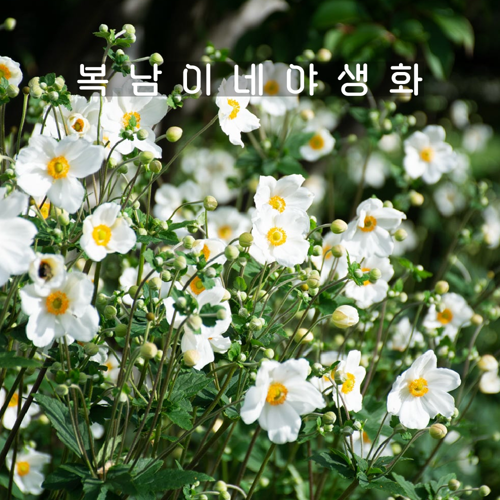 흰추명국 오노린조베르 [1개 복남이네야생화 모종 대상화 바람꽃 숙근아네모네 anemone] : 복남이네야생화