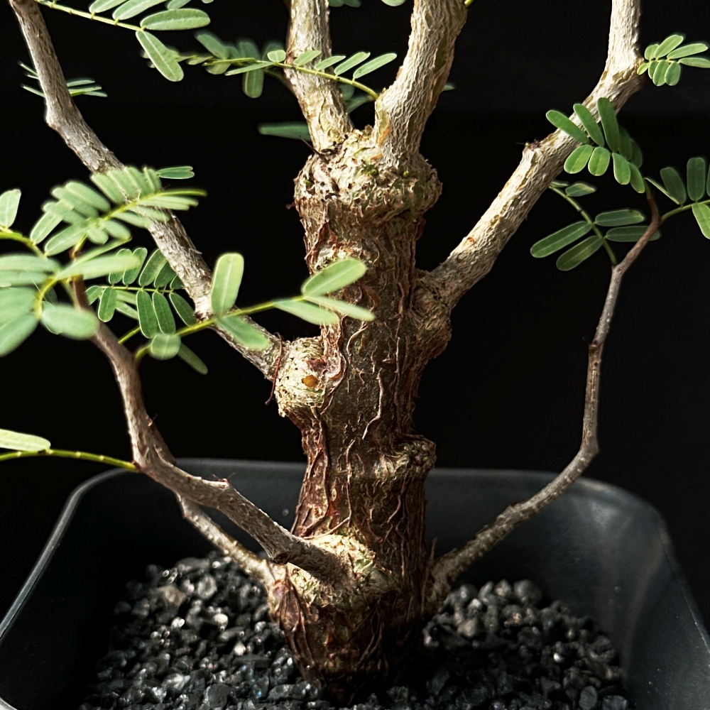 [동일품] 아프리카식물/세나 메리디오날리스(Senna meridionalis)-5416 아프리카농장 : 아프리카농장-다육.선인장