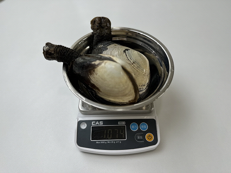 남해안 거제도 왕우럭조개 1kg 미루가이 코끼리조개 우럭조개 : 어반농수산