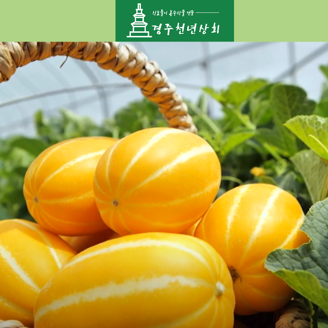 [산지배송]고당도 성주 꿀 참외 못난이 가정용 선물용 1kg 2kg 3kg : 경주천년상회