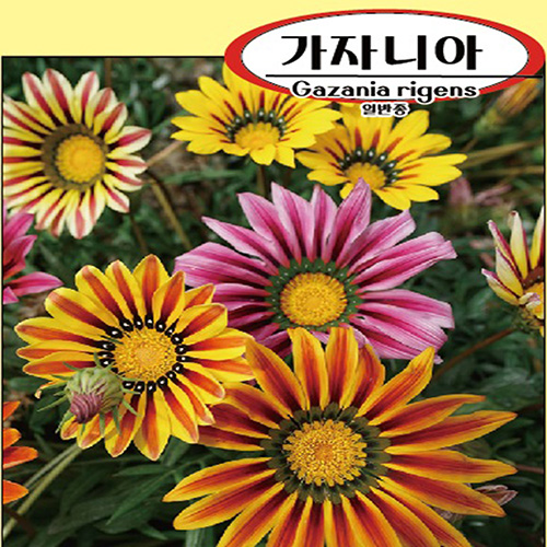 가자니아씨앗100g(약30,000립) : 농업회사법인 주 플랜넷