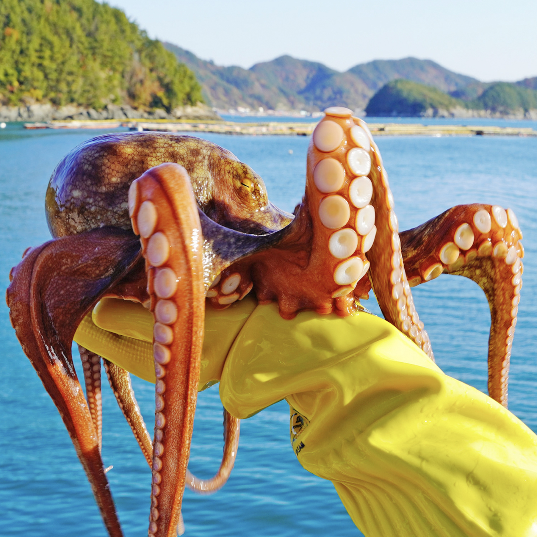 통영 자연산 문어 돌문어 활 남해안 문어시세 제수용 숙회 500g 2kg 3kg 뽈뽀 : 수산어보