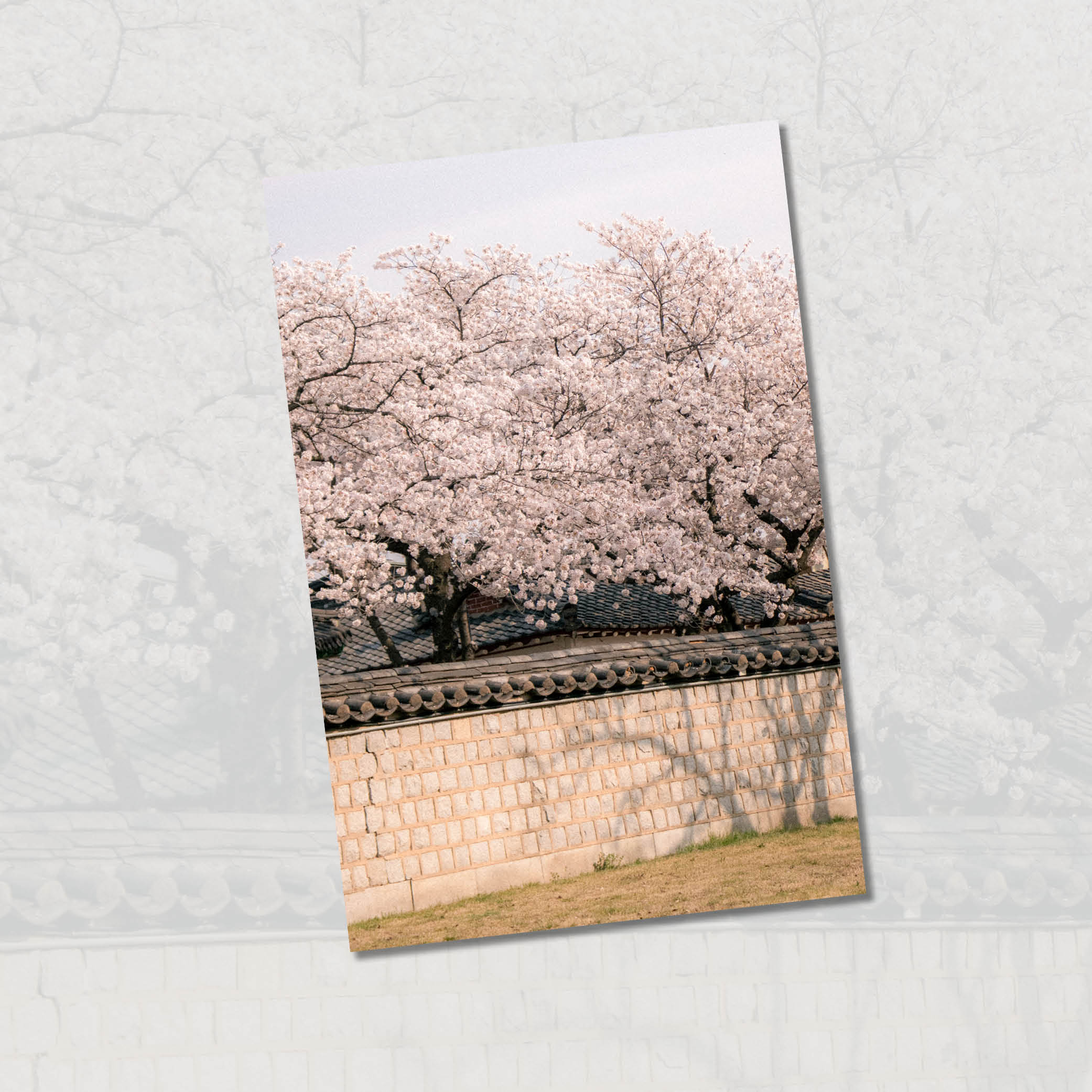 봄 엽서세트 : 일랑빛