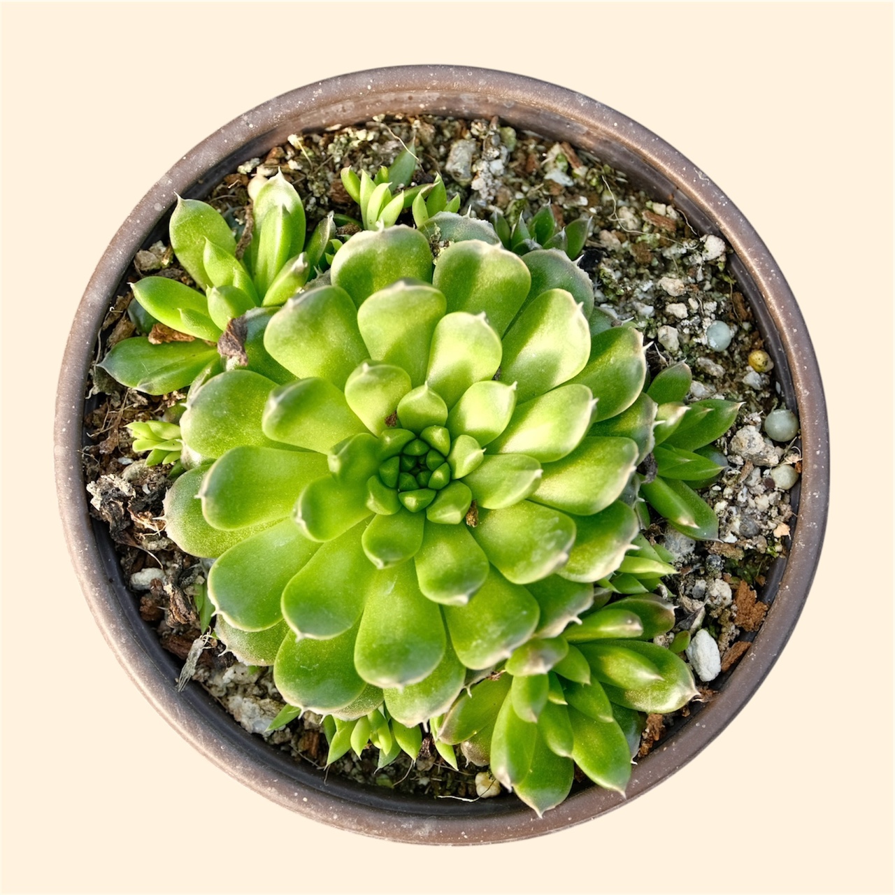 만홍 바위솔 (새솔) 와송 / 비밀의숲 바위솔 / 선별발송 : 비밀의숲 바위솔