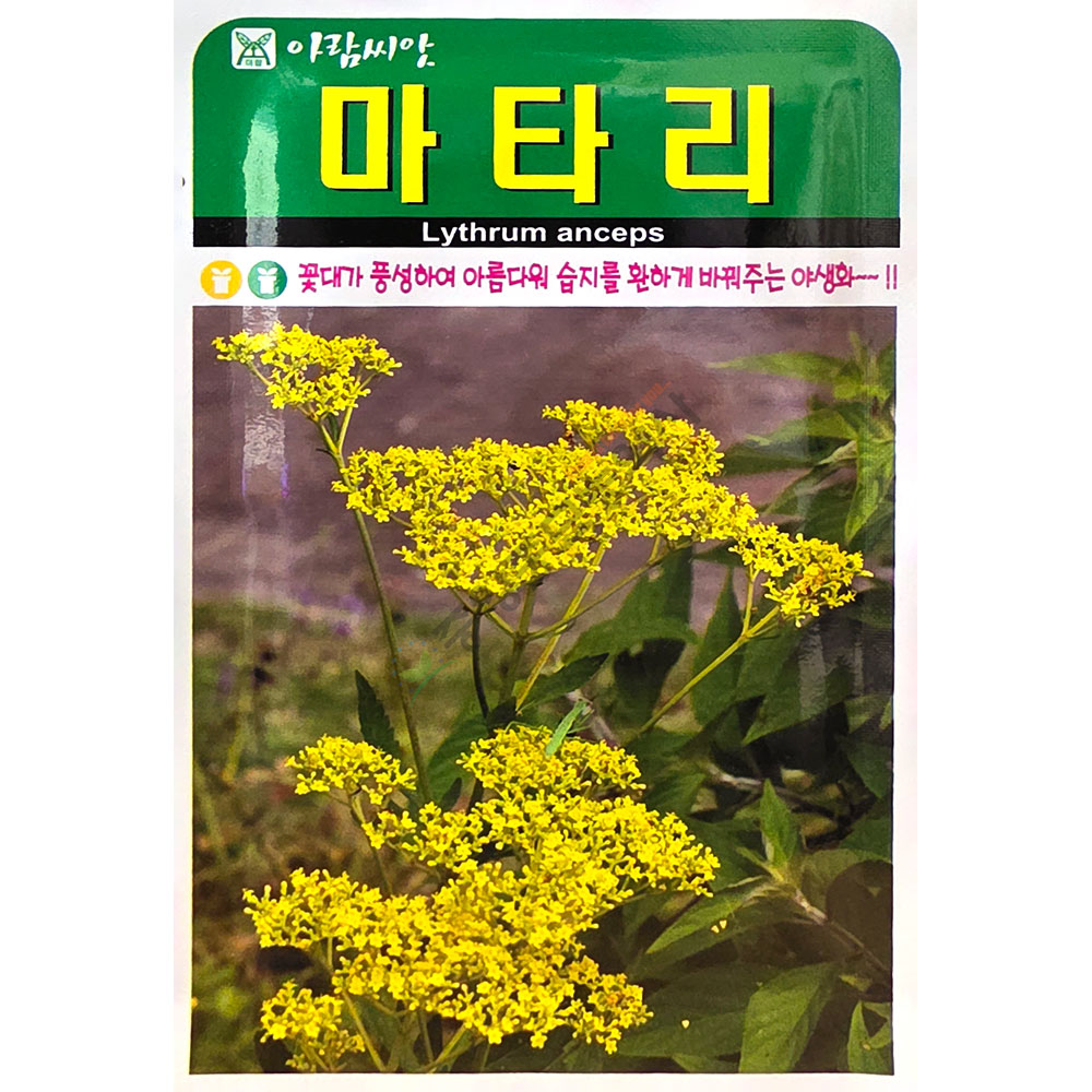 마타리 1500립 아람꽃씨앗 : 중앙종묘농약사