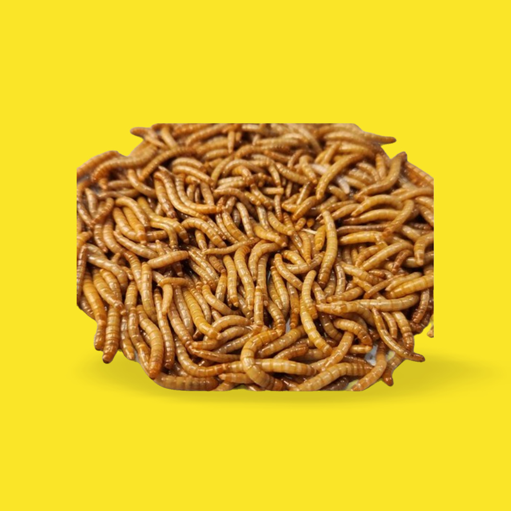 생밀웜 햄스터 생 살아있는 밀웜 귀뚜라미 사마귀 개구리 먹이 식용 벌레 : 뜬뜬한상점