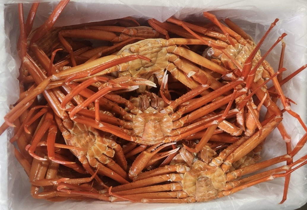제철 홍게 3kg 자숙 대게 붉은 포항 구룡포 : 밀크숍
