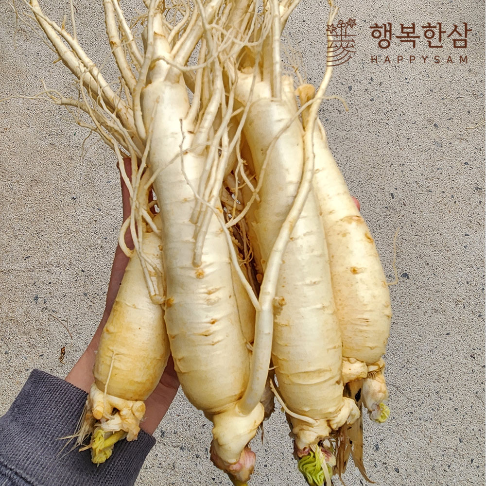 인삼 수삼 금산인삼 원수삼 믹서 홍삼용 파삼 무료세척 산지배송 한채 : 행복한삼