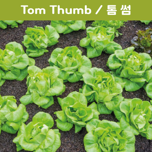 유럽상추키우기 Tom Thumb  톰 썸 상추 버터헤드 키우기세트 교육용 체험용 : 나만아는
