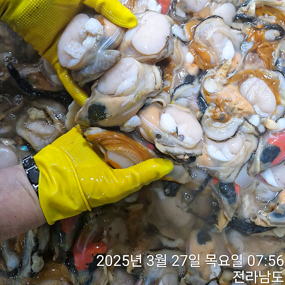 국내산 서해안 생물 키조개 1kg / 8-15미 / 날감지포함 : 바른자연