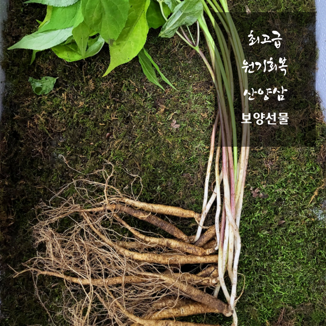 특보약 선물용 횡성평창산양삼제철 산양산삼산양삼장뇌삼주 경동시장인삼다낭체  스승의날선물 : 최고당 제철산지직송