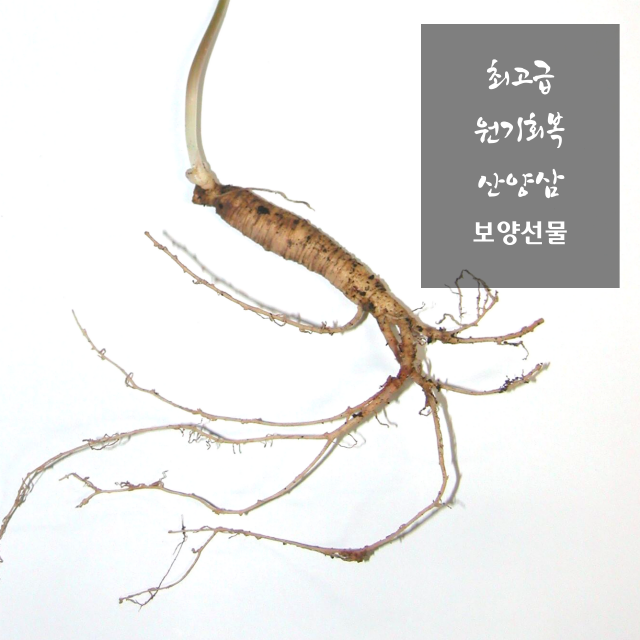 특보약 선물용 횡성평창산양삼제철 산양산삼산양삼장뇌삼주 경동시장인삼다낭체  스승의날선물 : 최고당 제철산지직송