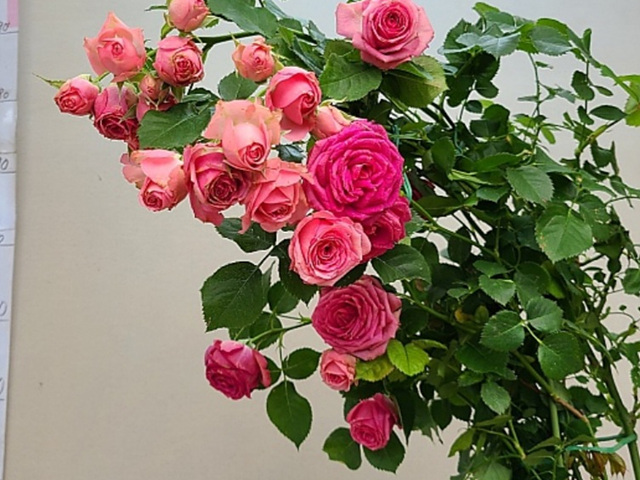 4계명품유럽장미.슈퍼센세이션.old rose향기.예쁜핑크색(꽃형아주예쁜형).꽃송이예쁨.울타리.월동가능.늦가을까지 피고 합니다.인기상품.... 
