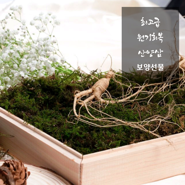 특보약 선물용 횡성평창산양삼제철 산양산삼산양삼장뇌삼주 경동시장인삼다낭체  스승의날선물 : 최고당 제철산지직송
