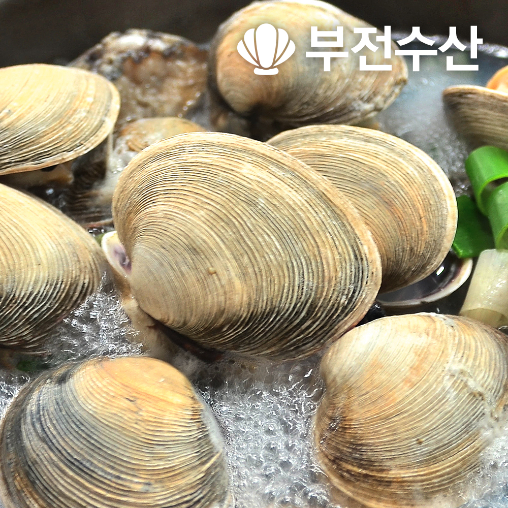 내장제거 개조개살 (대합살) 대용량 8kg (500g x 16개) 개조개 대합조개 백합 육수재료 해장국재료 개조개미역국 조개탕 조개구이 : 부전수산