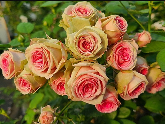 4계명품유럽장미.슈퍼센세이션.old rose향기.예쁜핑크색(꽃형아주예쁜형).꽃송이예쁨.울타리.월동가능.늦가을까지 피고 합니다.인기상품.... 