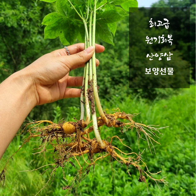 특보약 선물용 횡성평창산양삼제철 산양산삼산양삼장뇌삼주 경동시장인삼다낭체  스승의날선물 : 최고당 제철산지직송