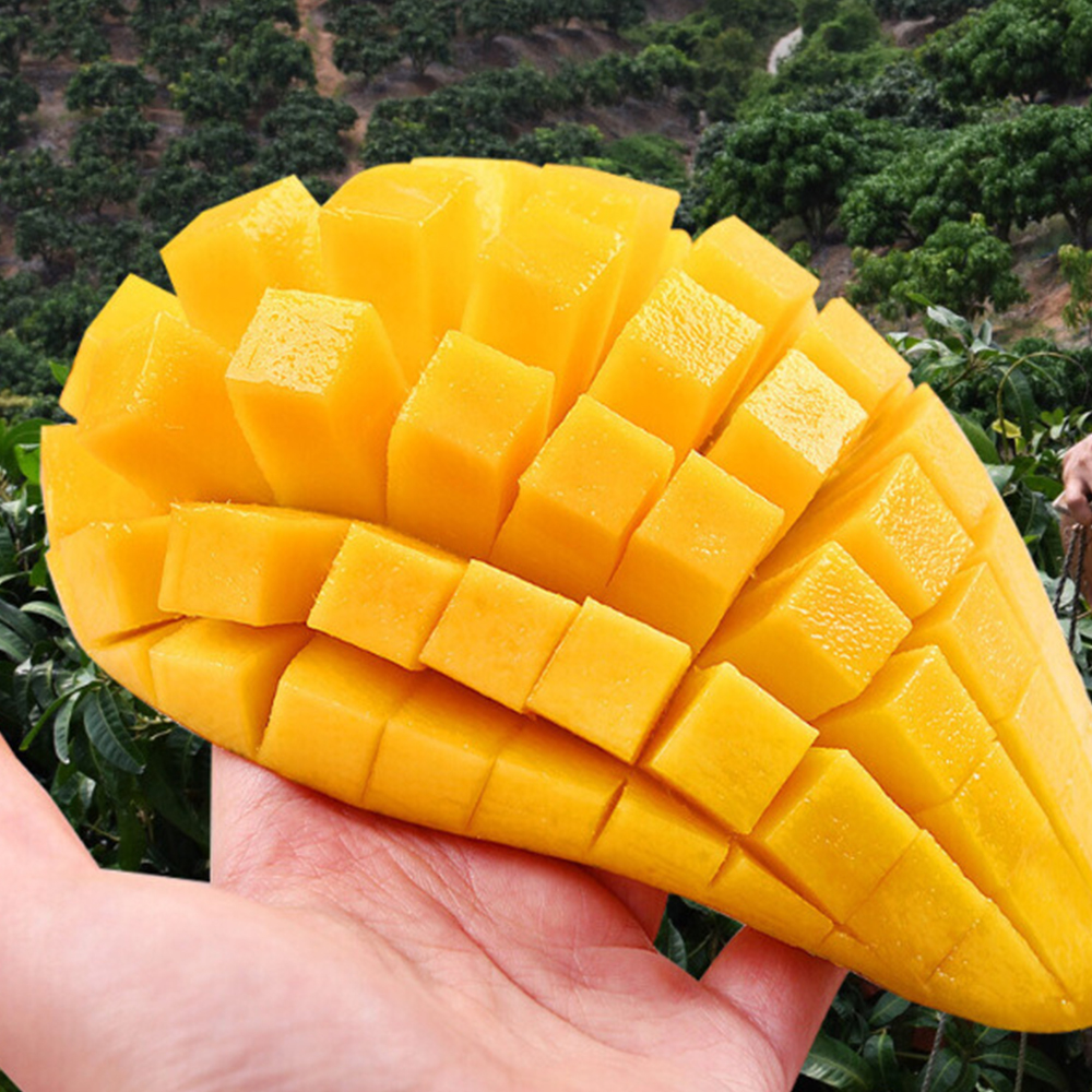 프리미엄 고당도 망고 태국 남독마이 골드망고 1kg 2kg 4kg : 민가네몰