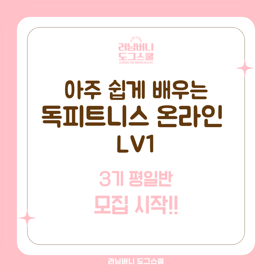 아주 쉽게 배우는 독피트니스 온라인 lv1 _ 러닝버니도그스쿨 : 러닝버니 도그스쿨