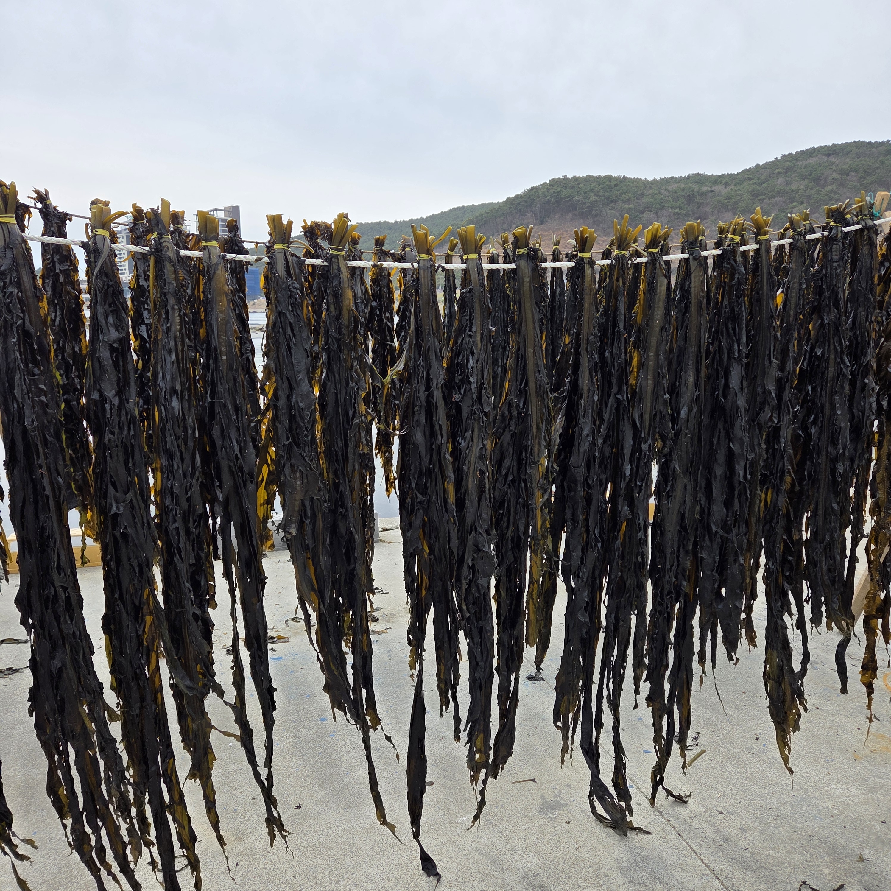 산지직송 선물용 기장미역 100g, 2개 : 기장청정마켓