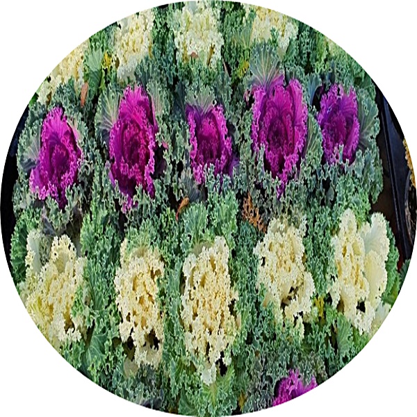 꽃양배추/콜리플라워/Brassica oleracea botrytis/12개1세트/초화/화단/정원/거리화분/무료배송 : 행복한정원