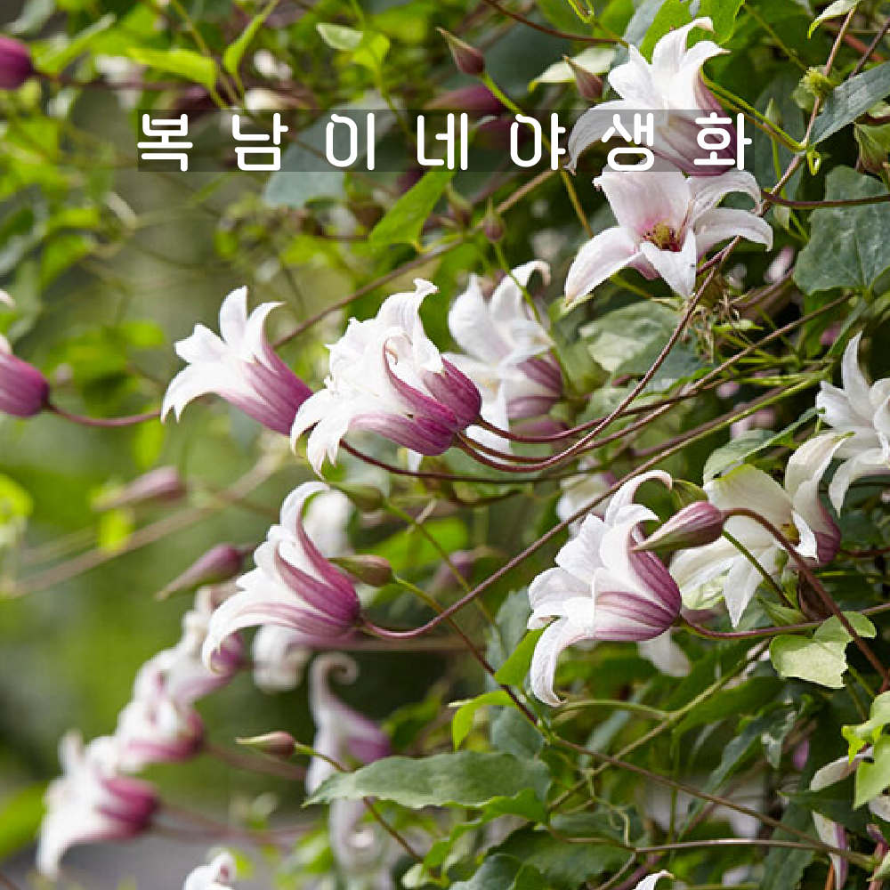 클레마티스 프린세스케이트 [1개 복남이네야생화 모종 으아리 덩굴식물 clematis] : 복남이네야생화