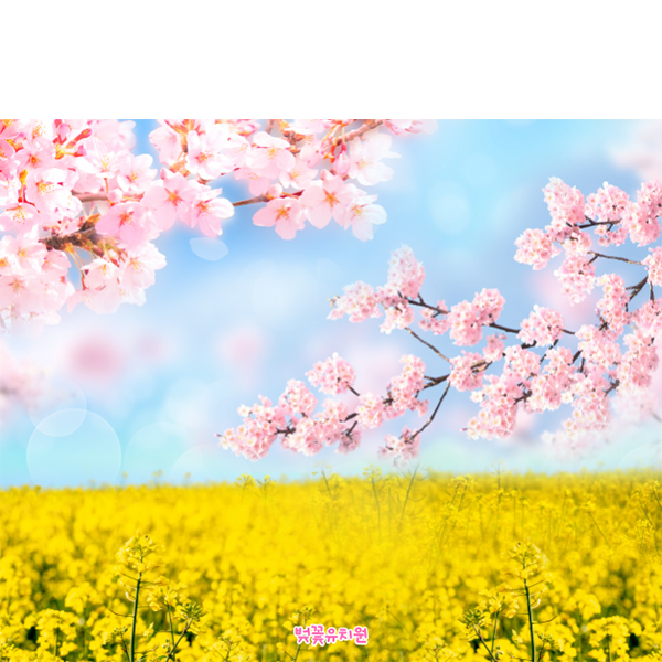 D5531 벚꽃 현수막 / 유치원 봄 유채꽃 현수막 어린이집 꽃배경 1회 수정 가로형 소 : 파티붕붕