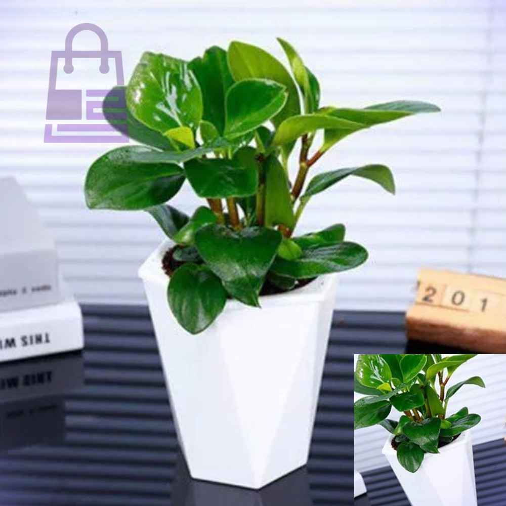 팜팜정원 자동급수 화분 20x20cm 식물재배기 자동물주기 : 나미마트C