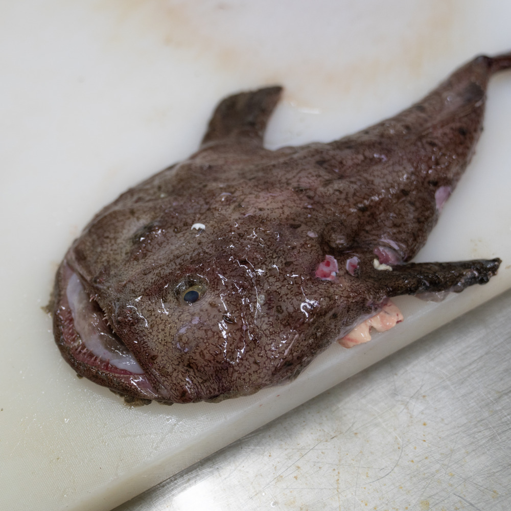 해물찜 아귀 제철 해산물 아구 1kg : 즐먹24