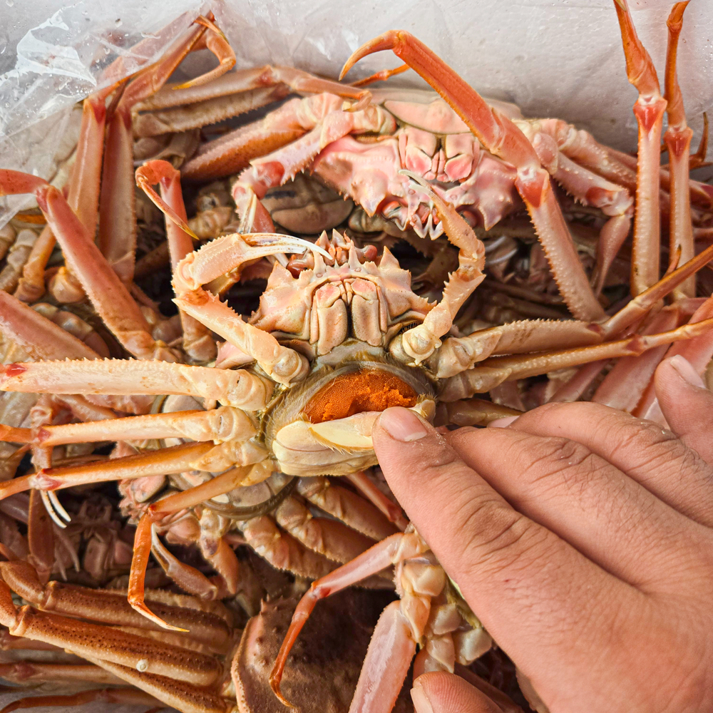 북해도 정식 통관 활 암컷 대게 빵게 1kg 알배기 : 미식탁 스토어