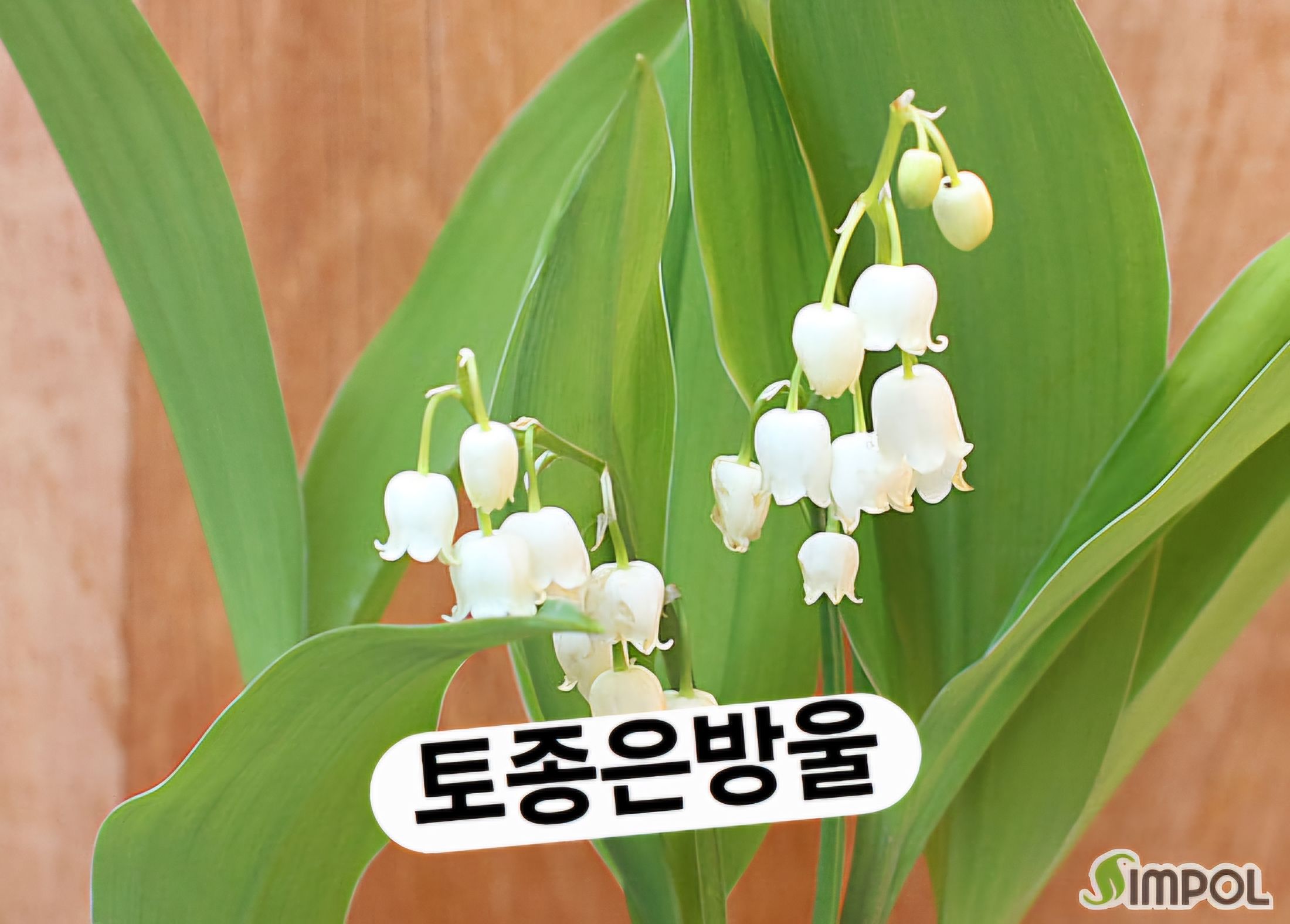 토종 은방울꽃 : 마른꽃