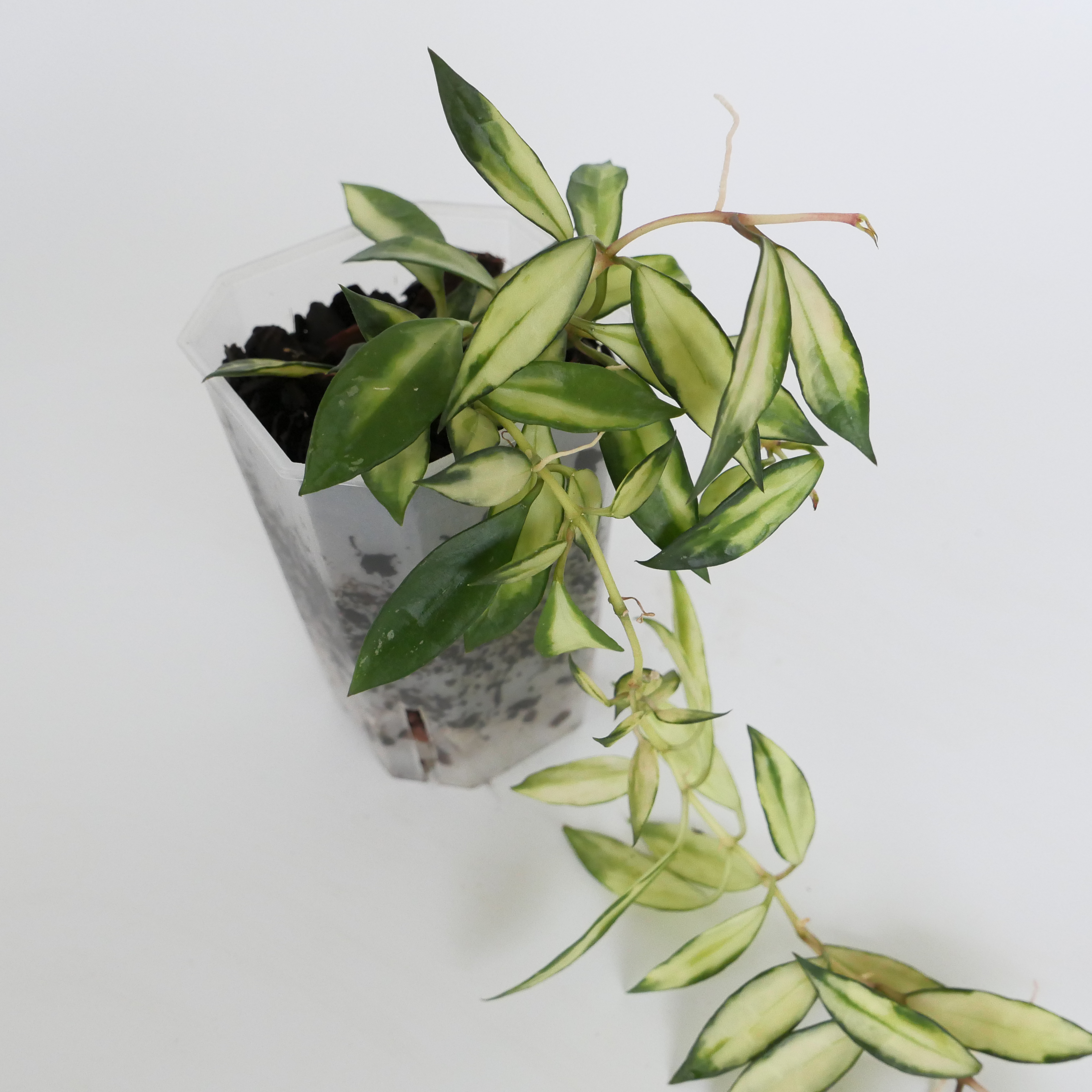 호야 라쿠노사 바리에가타 2 (동일상품배송) : leafresh