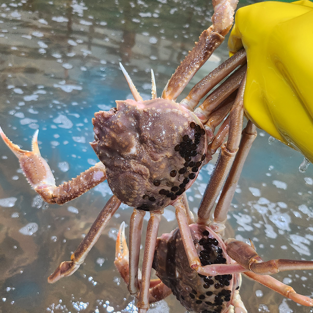 러시아 자숙대게 붉은 냉동 내장 제철 대게살 시세 택배 대게찜 3kg : 오드리옷짱