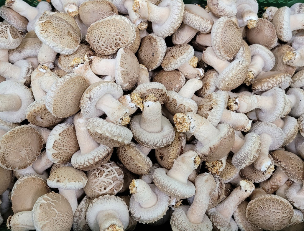 버섯향 가득 송화고 버섯 500g : 완주로컬푸드 건강한밥상