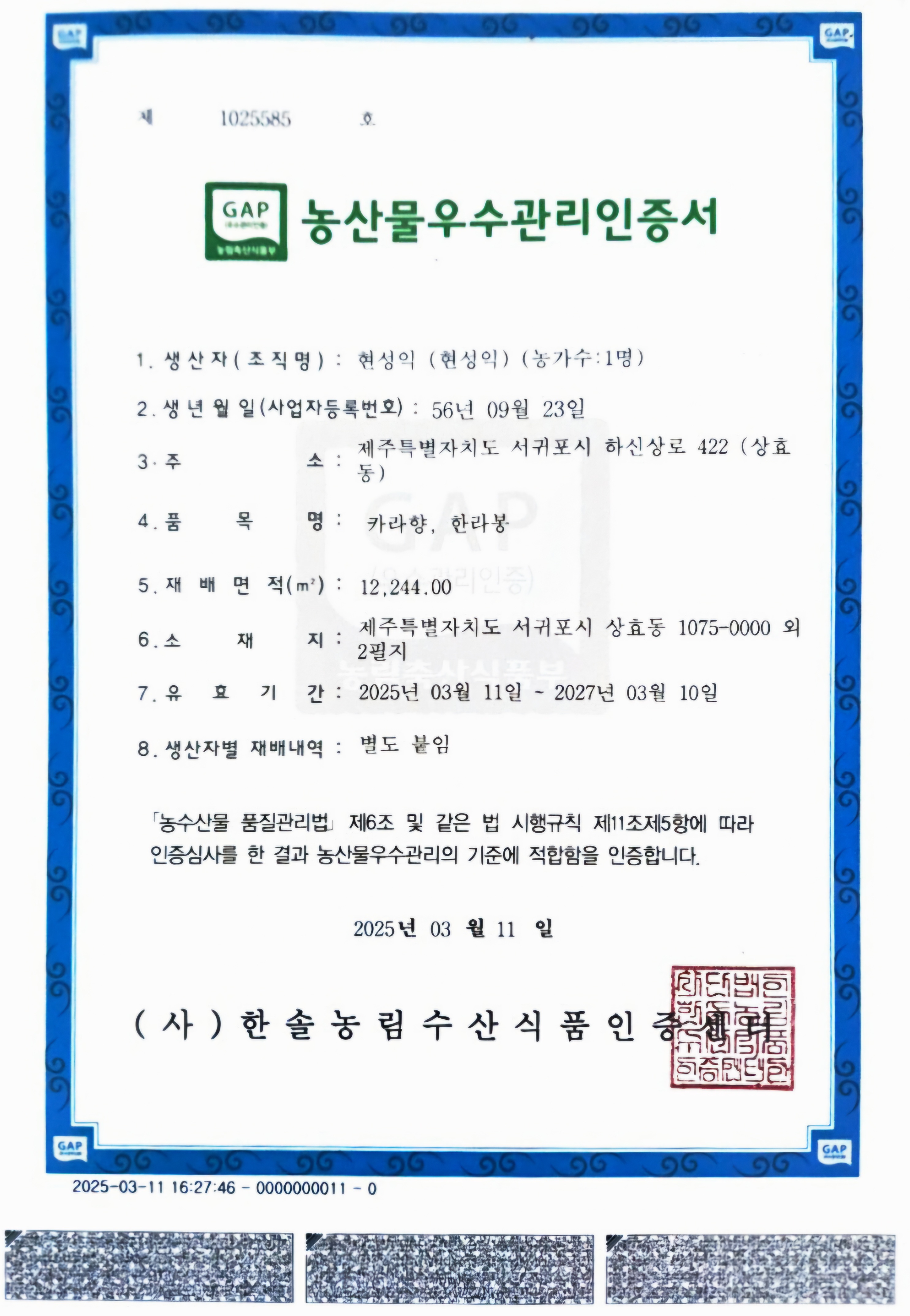 제주 카라향 3kg 5kg 10kg 세진농원 사백일향 직판 가정용 선물용 감귤 : 세진 농원