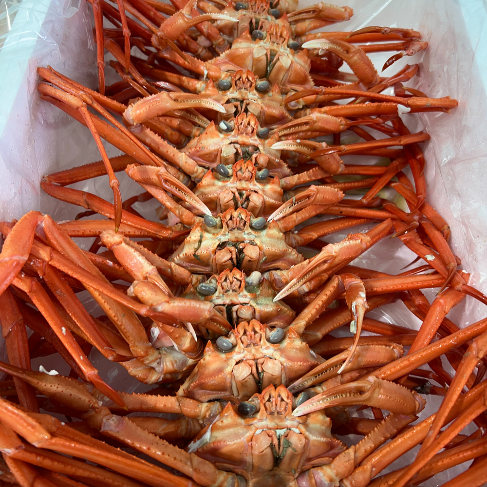 [한결같은맛] 포항 자숙 연지홍게 2,3,5kg 제철 홍게 싱싱한 붉은대게 홈파티 음식 : 패브리바