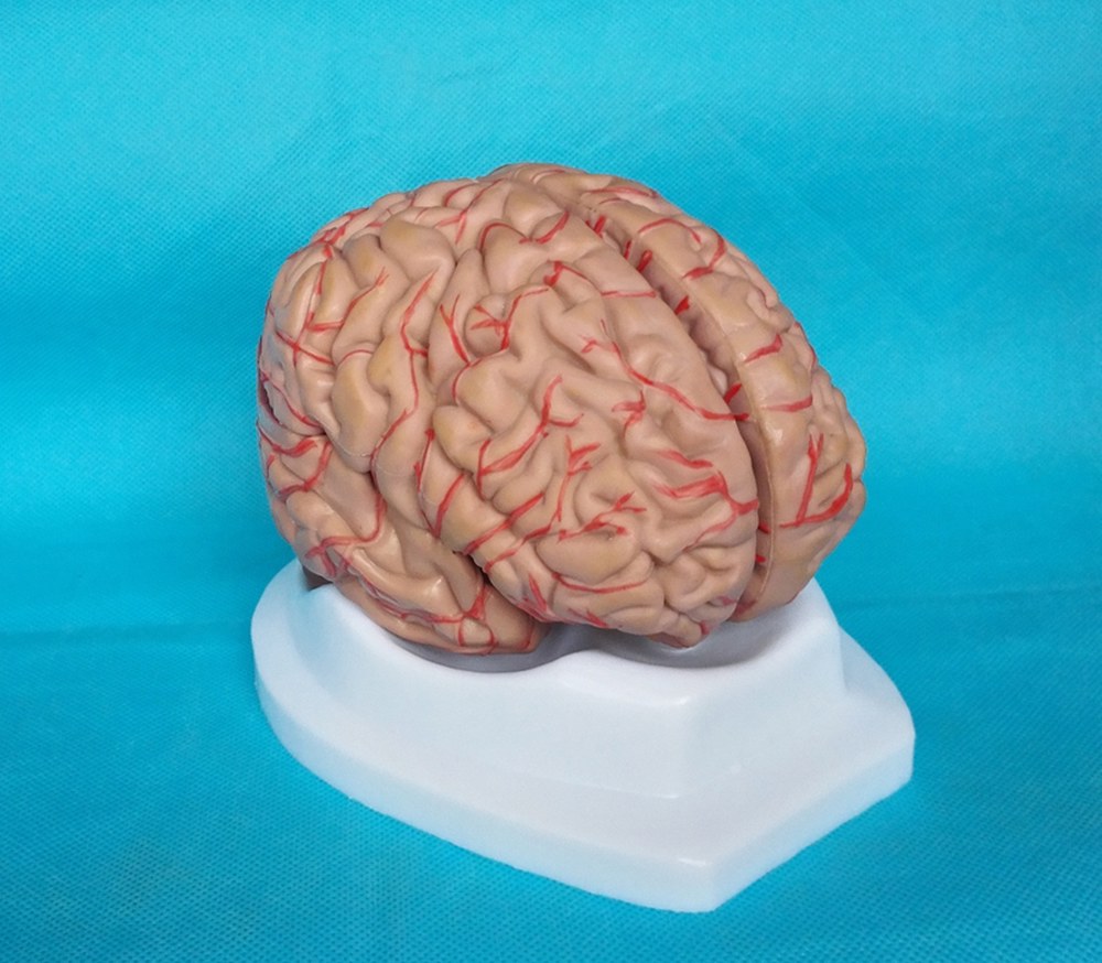 뇌모형 남녀공용 모형 자연뇌8부 41개로고 기본형 퍼즐 과학 해부학 brain 인대 실습 표준색 : 푸른마루스토어