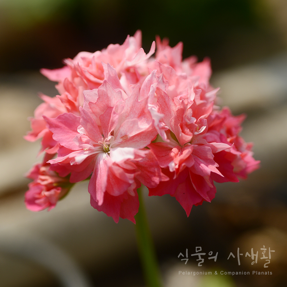 ::국내제라늄:: 디어 마이 별사탕 (청포도 넝쿨) : 식물의 사생활