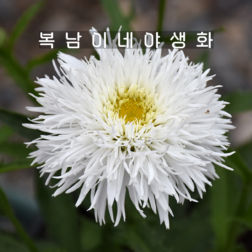 샤스타데이지 산테 [1개 복남이네야생화 모종 루칸테뭄 데이지꽃 daisy] : 복남이네야생화