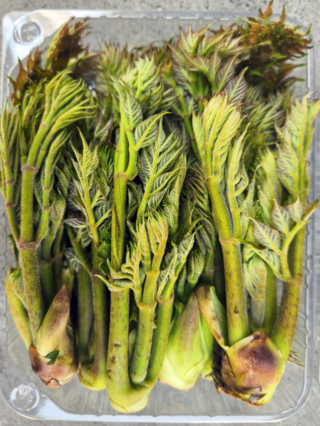 올바담 해풍맞고 자란 자연산 남해안 참 두릅 500g 1kg : 올바담
