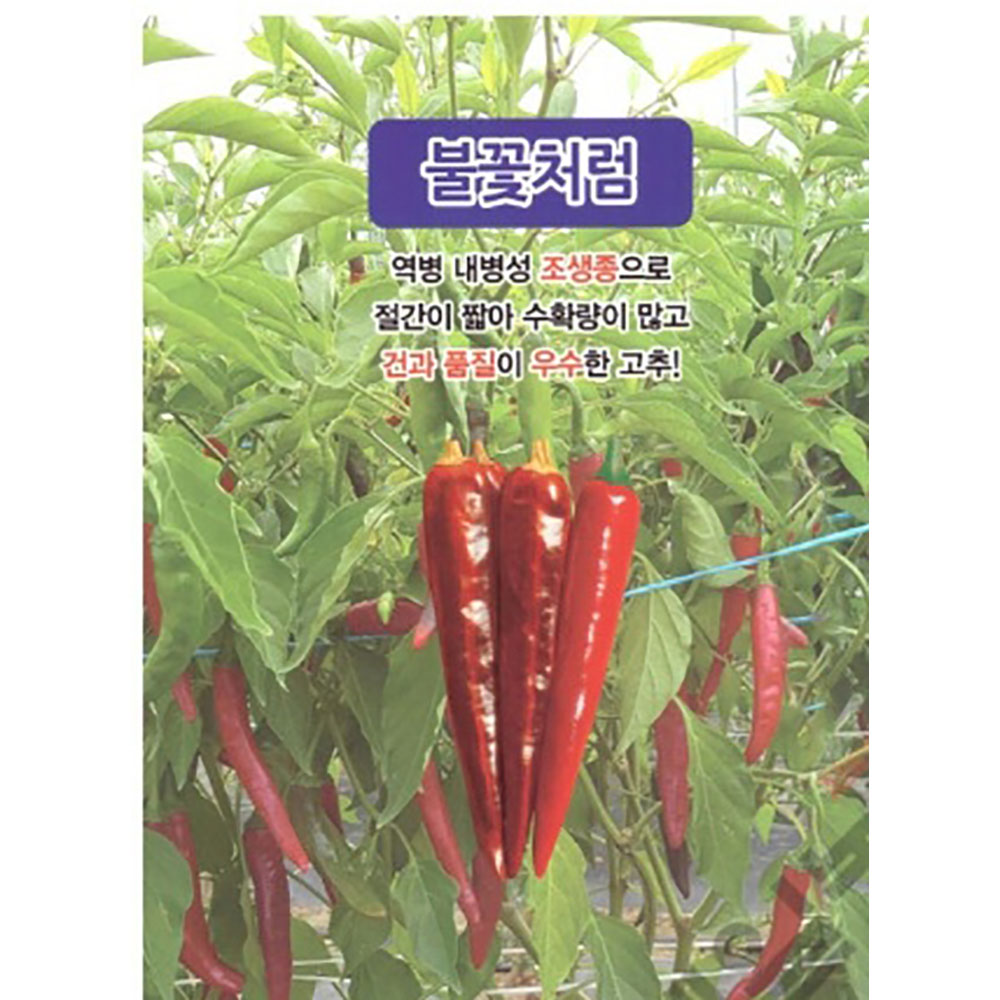 미소화원농장 일반고추 모종 불꽃처럼 열매채소 키우기 : 미소화원농장