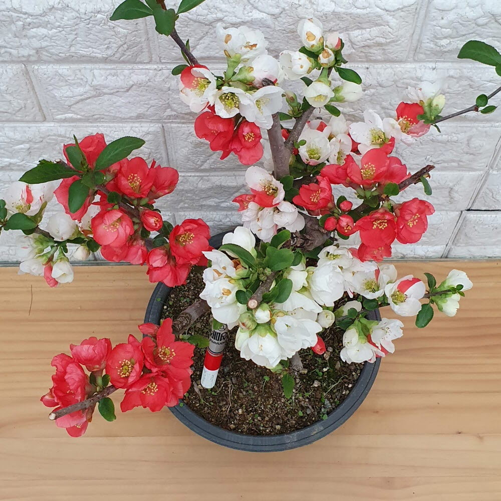 일월성 명자나무951 : 샬롬꽃농원
