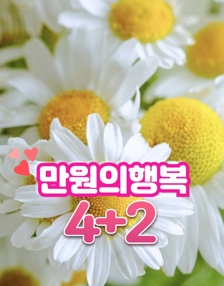 야생화 캐모마일 저먼 4+2 9cm포트 : 삼룡이농원