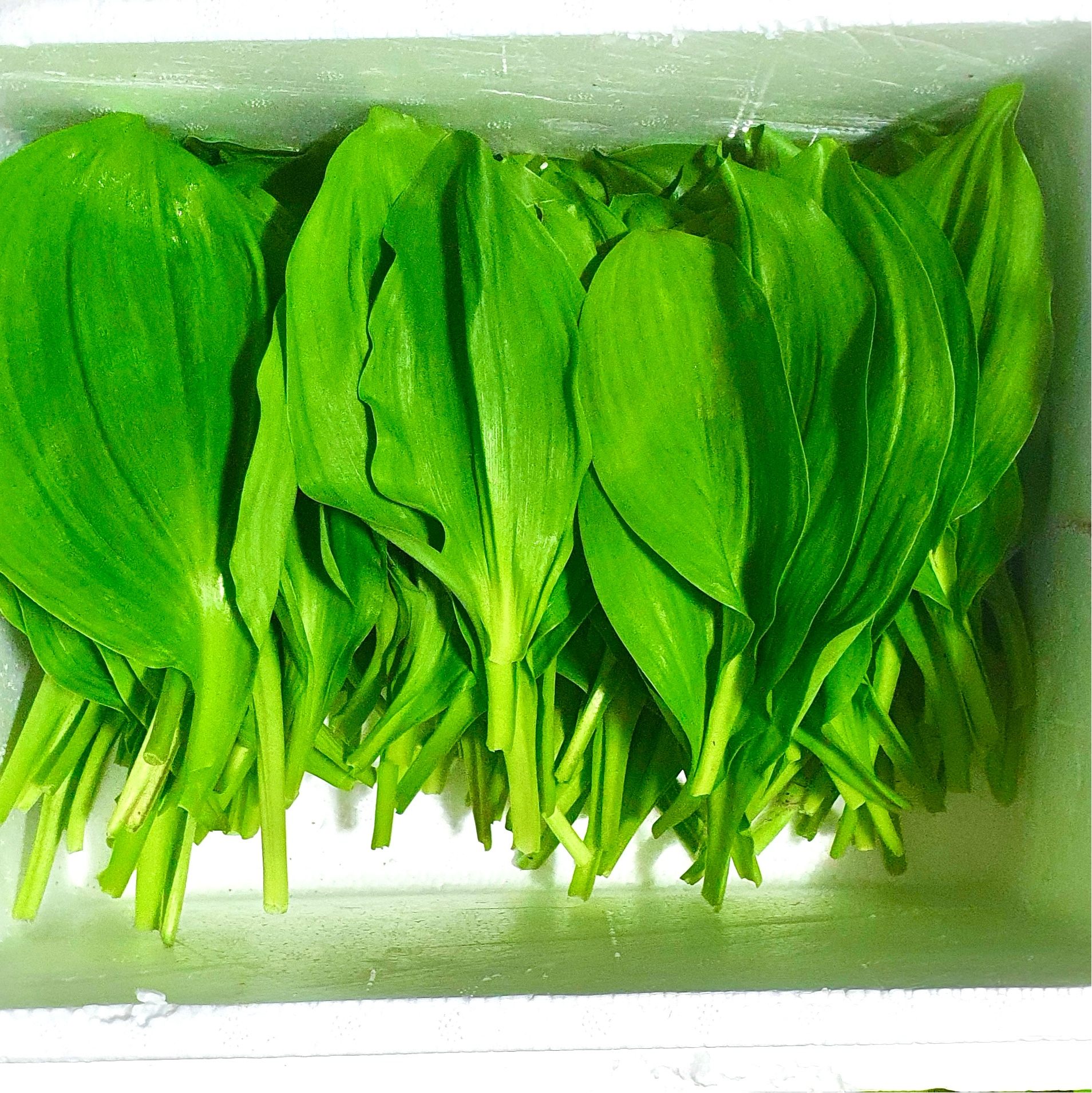 명이나물 명의나물 자연산명이나물 4월제철음식 500g 1kg : 에덴푸룻