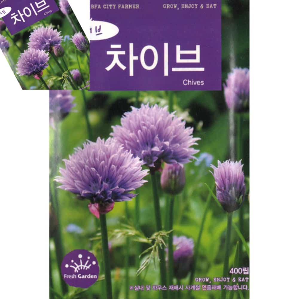 차챠 씨앗 허브 차이브 화분씨앗 작물씨앗 텃밭씨앗 식물씨앗 : 일석상점
