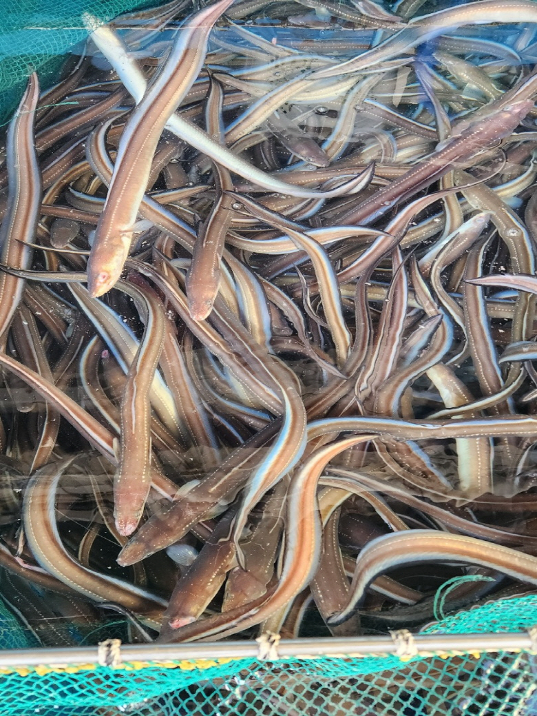 [신바람 수산물] 통통 바다장어 1kg 굵기, 선도, 손질 통영산 대짜 바다장어 판매 : 신바람 쇼핑몰